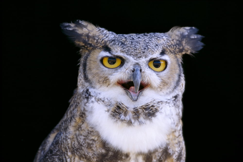 Great Horned Owl (Bubo Virginianus) Portrait B1660 Canvas Art - John Hyde Design Pics (19 x 12)