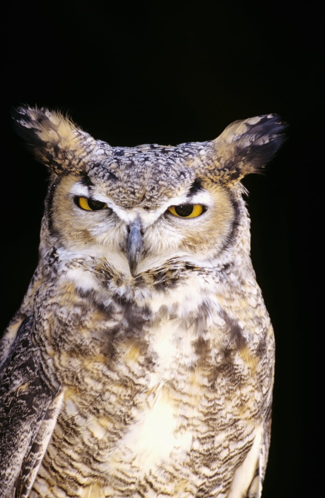 Great Horned Owl (Bubo Virginianus) Portrait Canvas Art - John Hyde Design Pics (11 x 18)