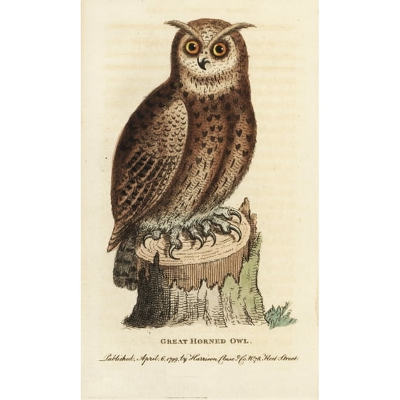 Great Horned Owl, Bubo Virginianus Poster Print By ® Florilegius Mary Evans (24 X 36)