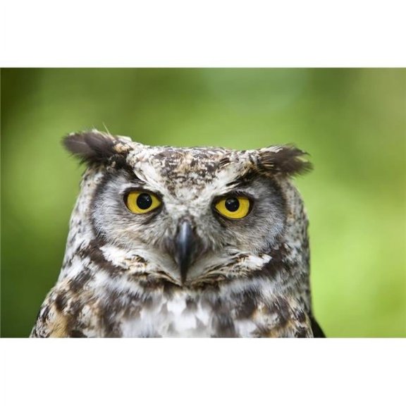 Great Horned Owl Bubo Virginianus Poster Print by Deddeda - 17 x 11