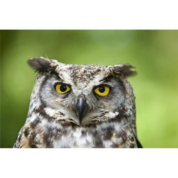 Great Horned Owl Bubo Virginianus Poster Print by Deddeda, 34 x 22 - Large
