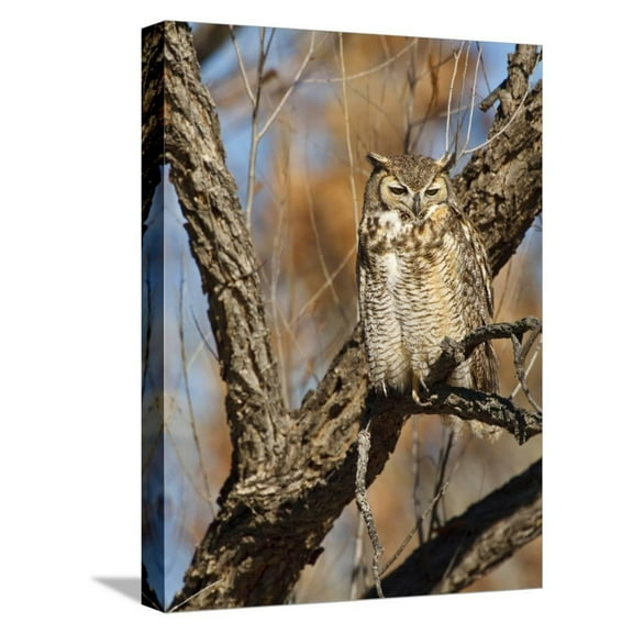 Great Horned Owl Bubo Virginianus Sleeping on Perch in Willow Tree, New Mexico, USA, Animals Botanical Seasons Stretched Canvas Wall Art by Larry Ditto Sold by Art.Com