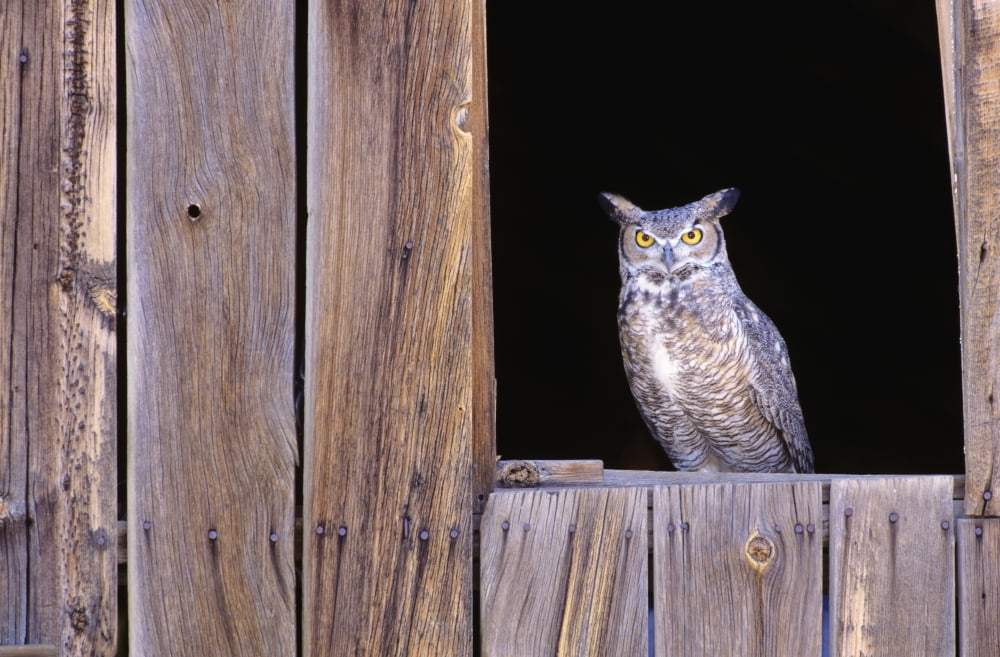 Great Horned Owl (Bubo Virginianus) in barn window Canvas Art - John Hyde Design Pics (34 x 22)