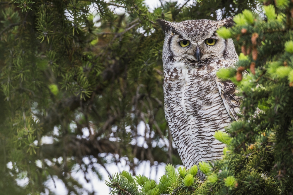 Great Horned Owl (Bubo virginianus) sitting in a tree Saskatchewan Canada Canvas Art - Robert Postma Design Pics (38 x 24)