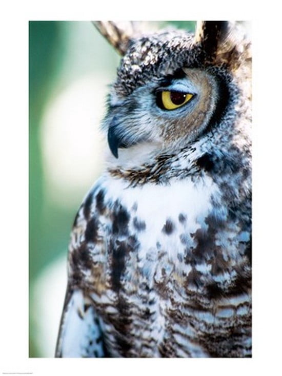 Great Horned Owl Canvas Art -  (18 x 24)