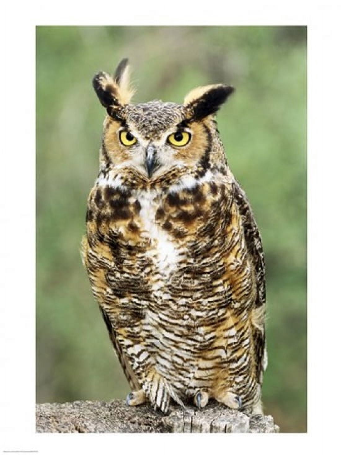 Great Horned Owl Canvas Art - (18 x 24)