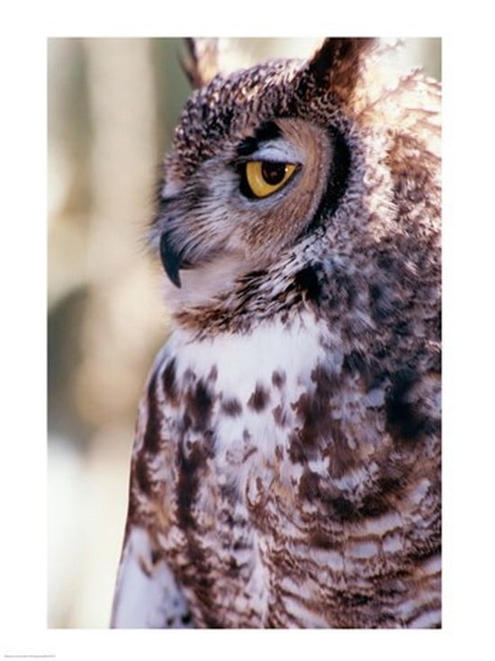 Great Horned Owl Canvas Art -  (18 x 24)