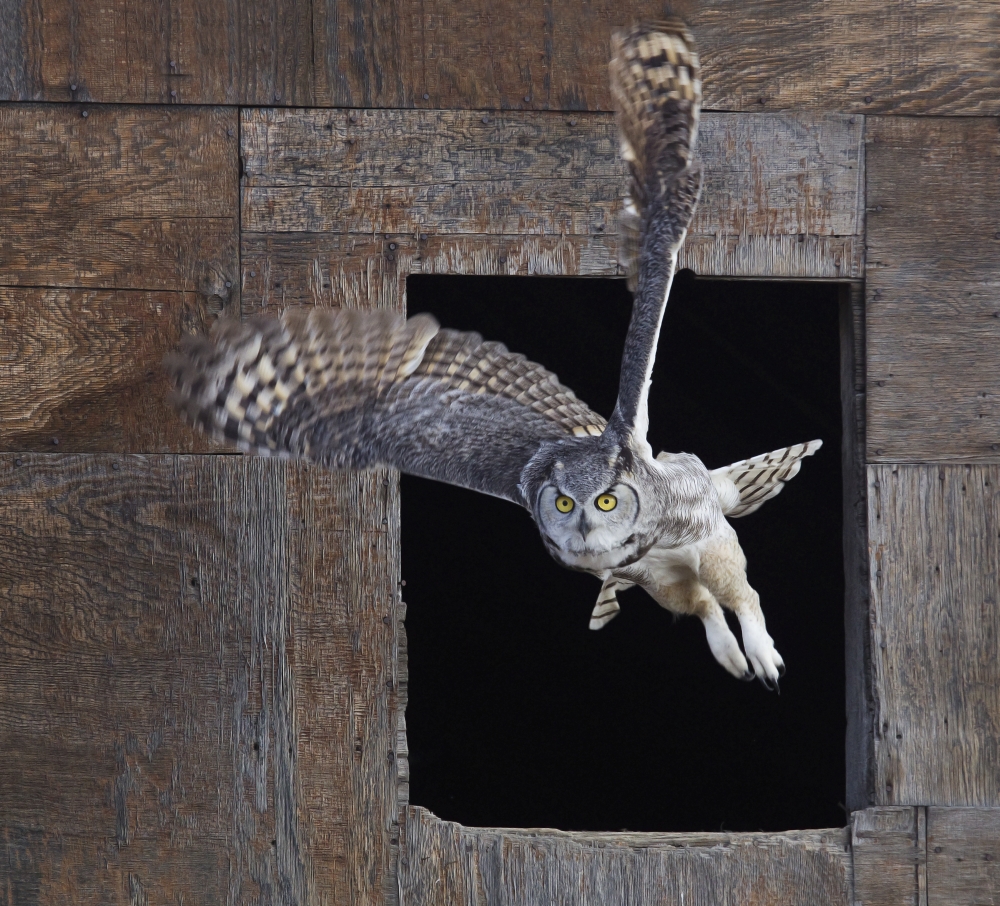 Great Horned Owl Flying Out Of An Old Barn Window Saskatchewan Canada Canvas Art - Robert Postma Design Pics (16 x 14)