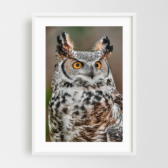 Great Horned Owl - Photography Wildlife Bird Nature Animal Woodland Scenic White Framed Wall Art Print 16 x 24 inches