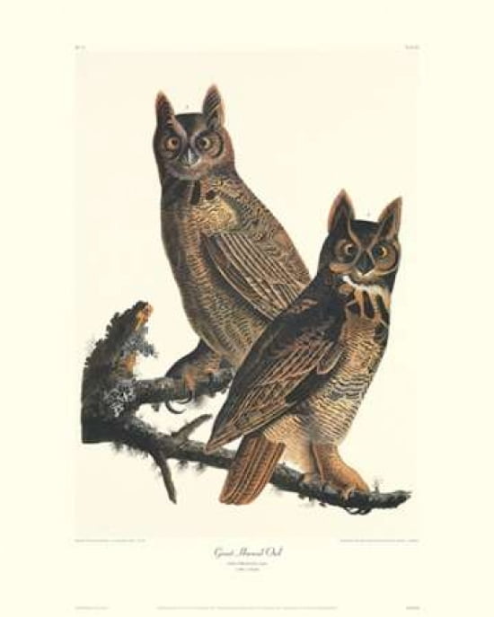 Great Horned Owl (decorative border) Canvas Art - John James Audubon (24 x 30)