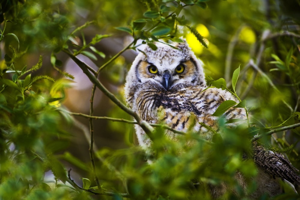Great Horned Owlet Canvas Art - Richard Wear Design Pics (36 x 24)