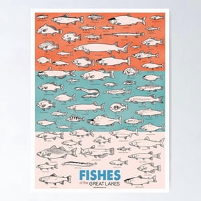 Great Lakes Fish Identification Poster, Poster Home Decor, Poster Only