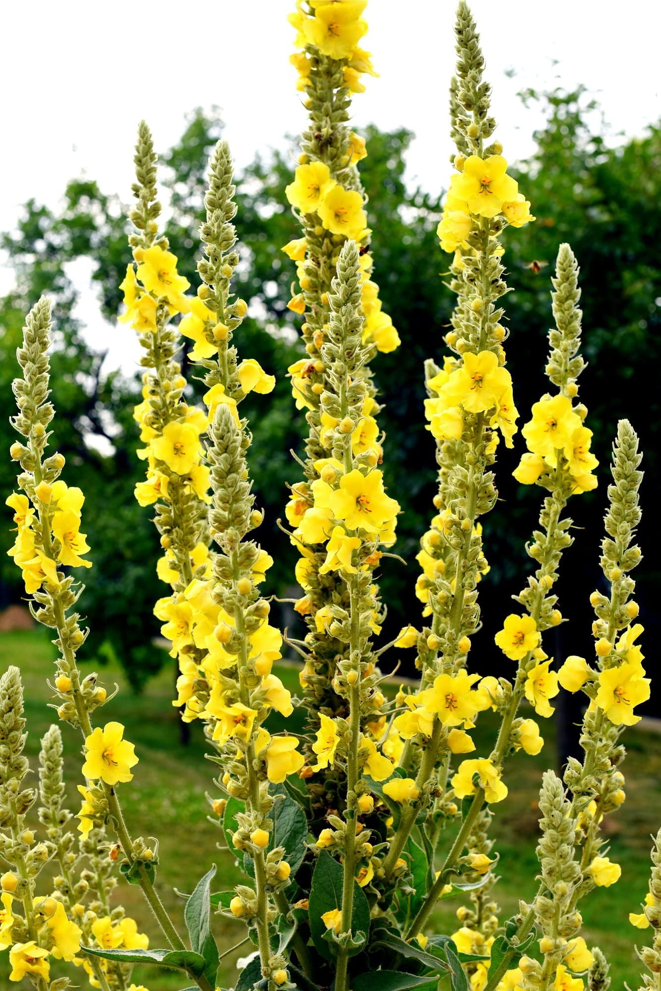 100 Mxed Color Verbascum Flower Seeds - Etsy