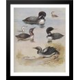 thumbnail image 1 of Great Northern Diver 28x34 Large Black Wood Framed Print Art by Archibald Thorburn, 1 of 2