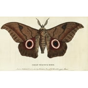Great Peacock Moth, Saturnia Pyri Poster Print By ® Florilegius Mary Evans (24 X 18)