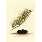Great Peacock Moth, Saturnia Pyri Poster Print By ® Florilegius Mary Evans (24 X 36)
