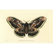 Great Peacock Moth, Saturnia Pyri Poster Print By ® Florilegius Mary Evans (36 X 24)