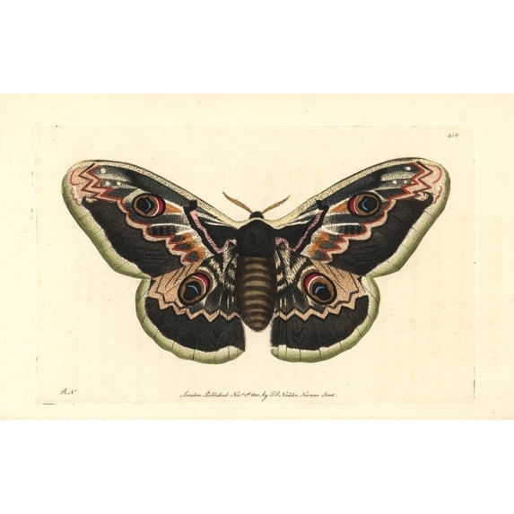 Great Peacock Moth, Saturnia Pyri Poster Print By ® Florilegius Mary Evans (36 X 24)