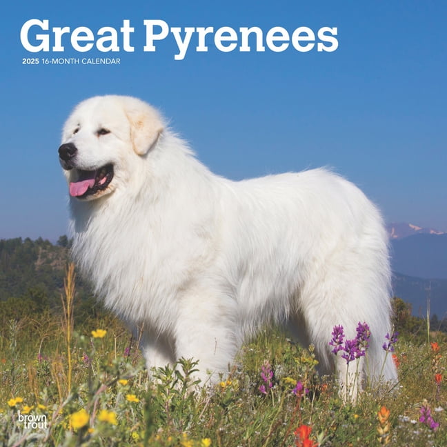 Great Pyrenees 2025 12 X 24 Inch Monthly Square Wall Calendar Plastic-Free (Wall)