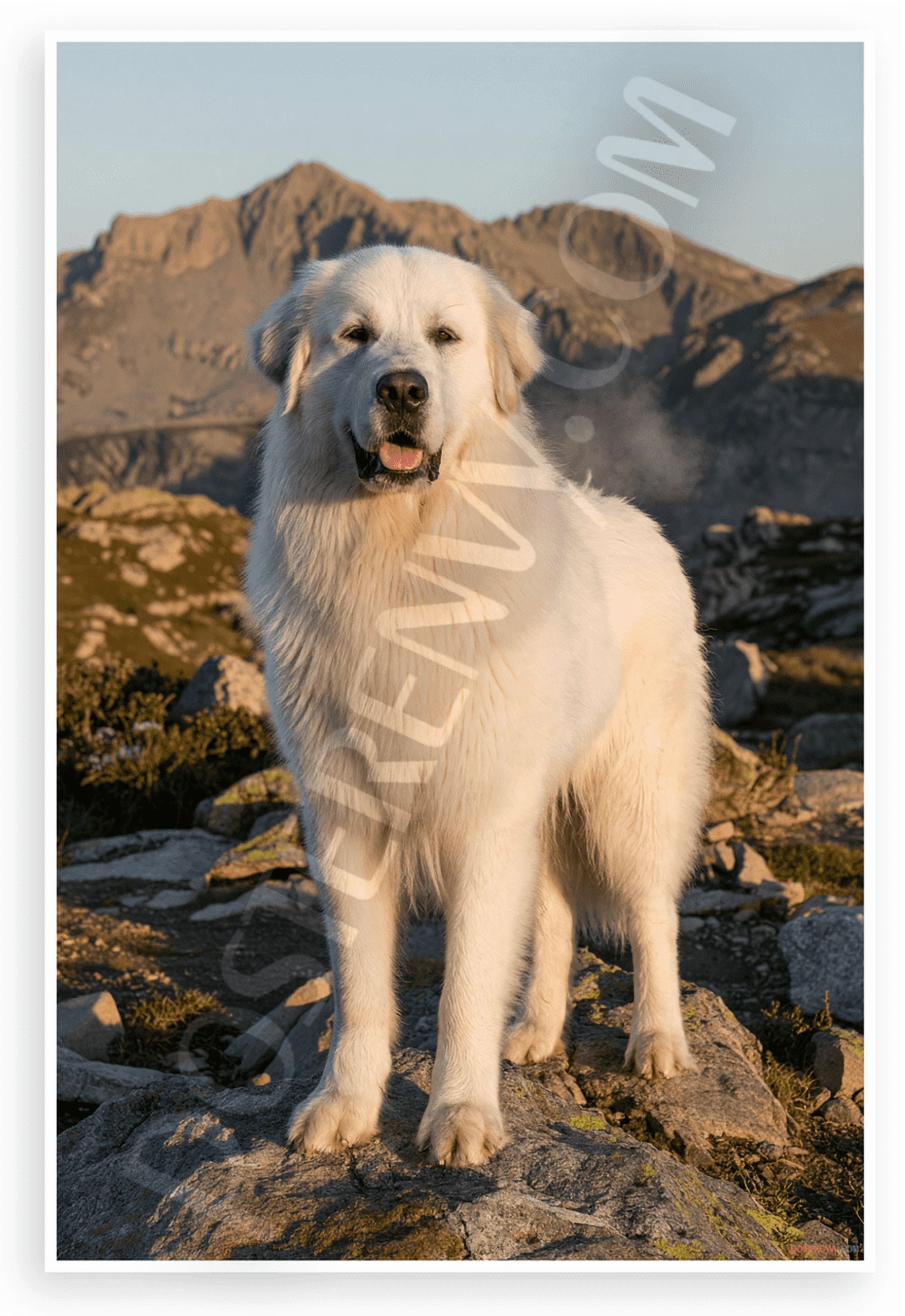 Great Pyrenees Dog on Mountain Peaks Sunrise Nature Wildlife 12x18 US ...
