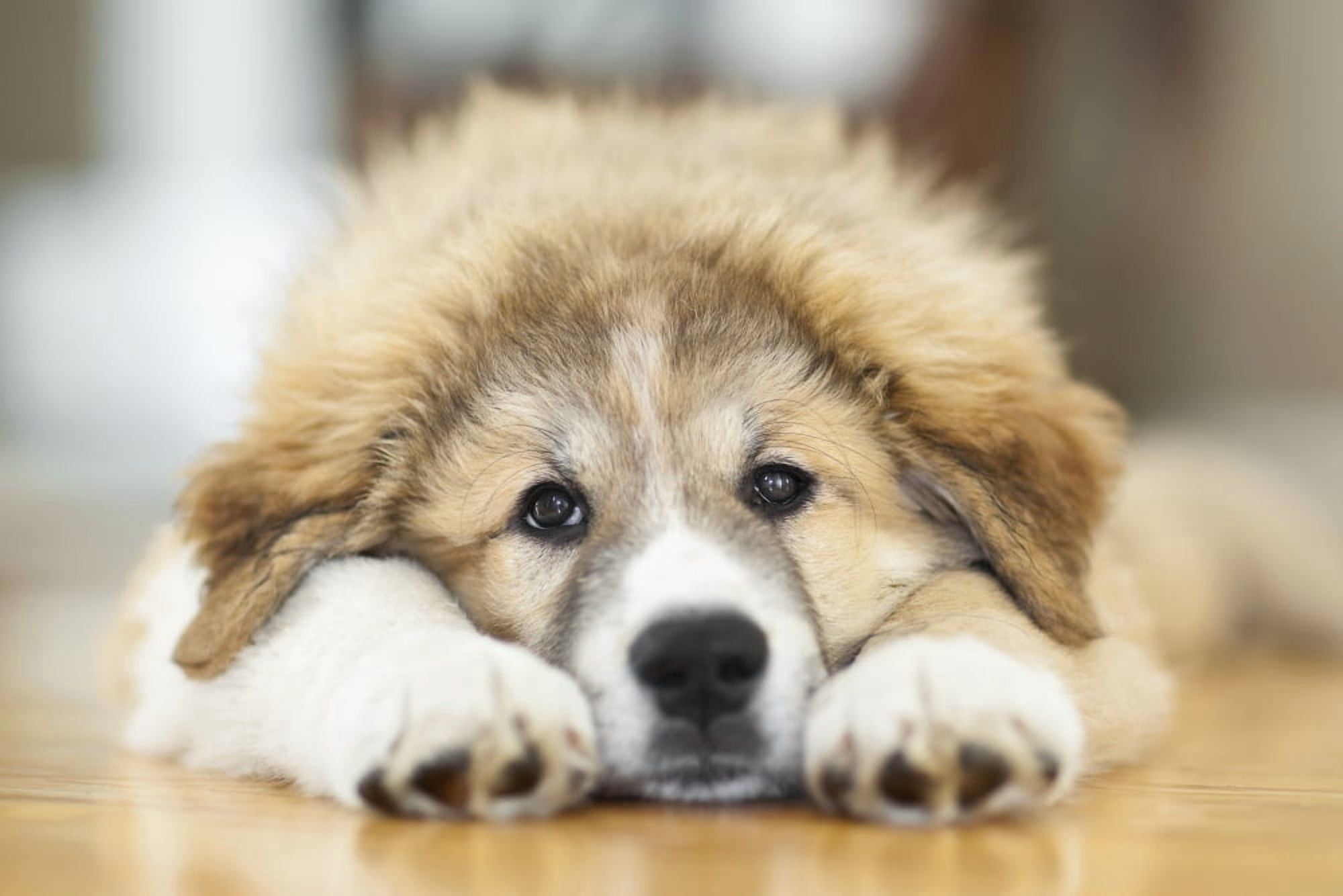 Great Pyrenees Puppy Lying Down Winnipeg Manitoba Canada Canvas Art - Ken Gillespie Design Pics (19 x 12)