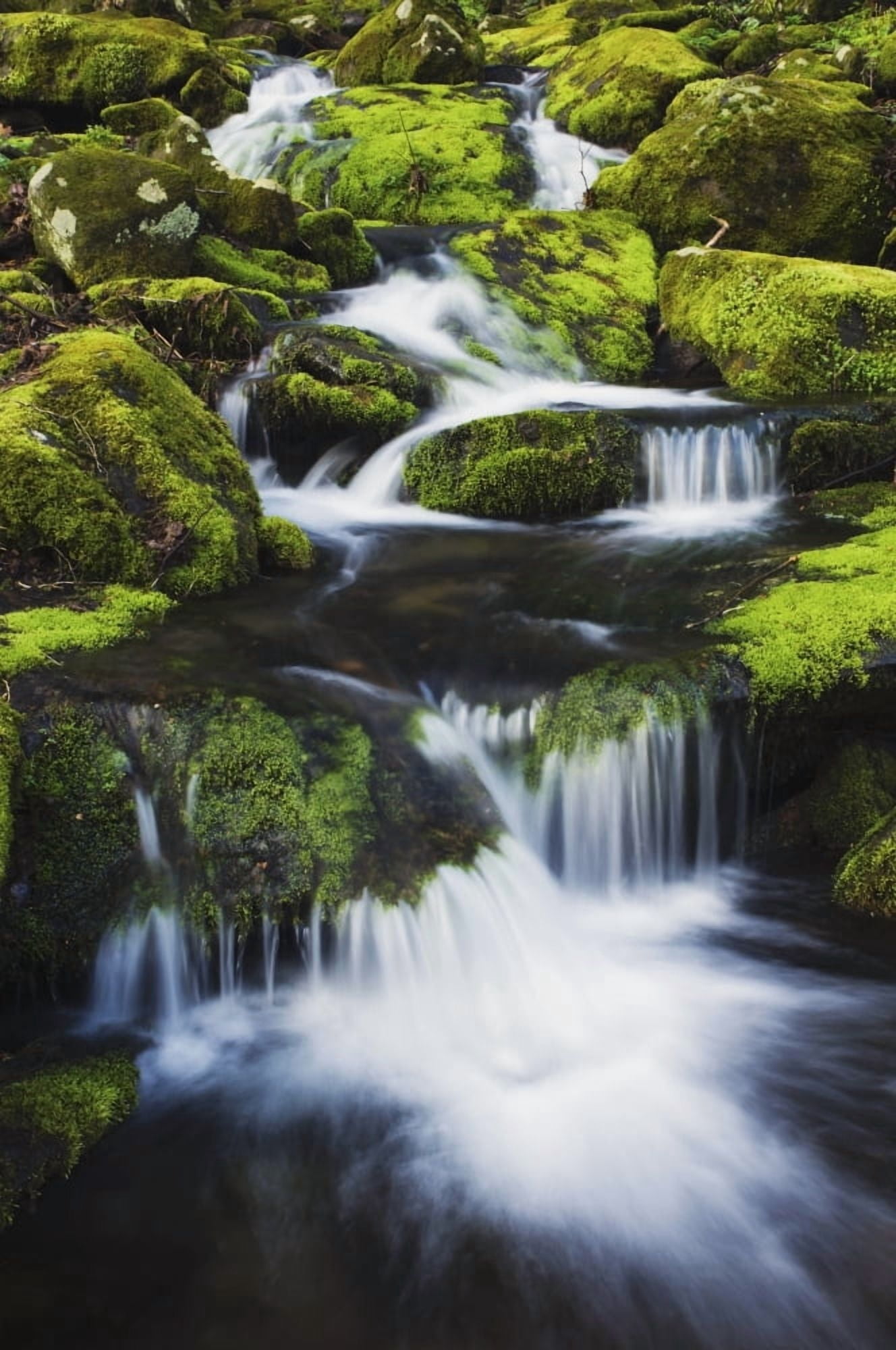 Great Smoky Mountains National Park Tennessee United States Of America Small Mountain Creek And Moss Covered Rocks Canvas Art - Natural Selection Robert Cable Design Pics (12 x 19)