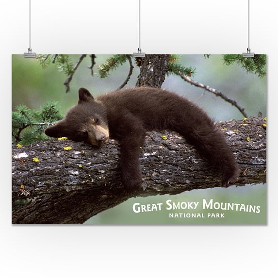 Great Smoky Mountains, Tennessee - Bear Cub Sleeping on Branch - Lantern Press Photography (24x36 Giclee Gallery Print, Wall Decor Travel Poster)