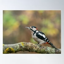 Great Spotted Woodpecker Male Poster Wall Art, Modern Wall Decor For Living Room Bedroom, 8x12 UNFRAMED