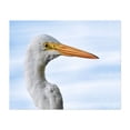 thumbnail image 1 of Great White Egret - Photography Bird Wildlife Nature Aquatic Animal Portrait Coastal Unframed Wall Art Print 24 x 30 inches, 1 of 6