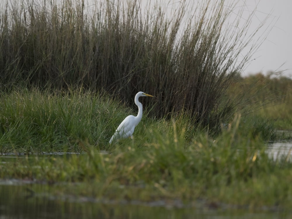 Great White Heron (Ardea alba) Okavango Delta Ngamiland Botswana Canvas Art - Panoramic Images (12 x 16)
