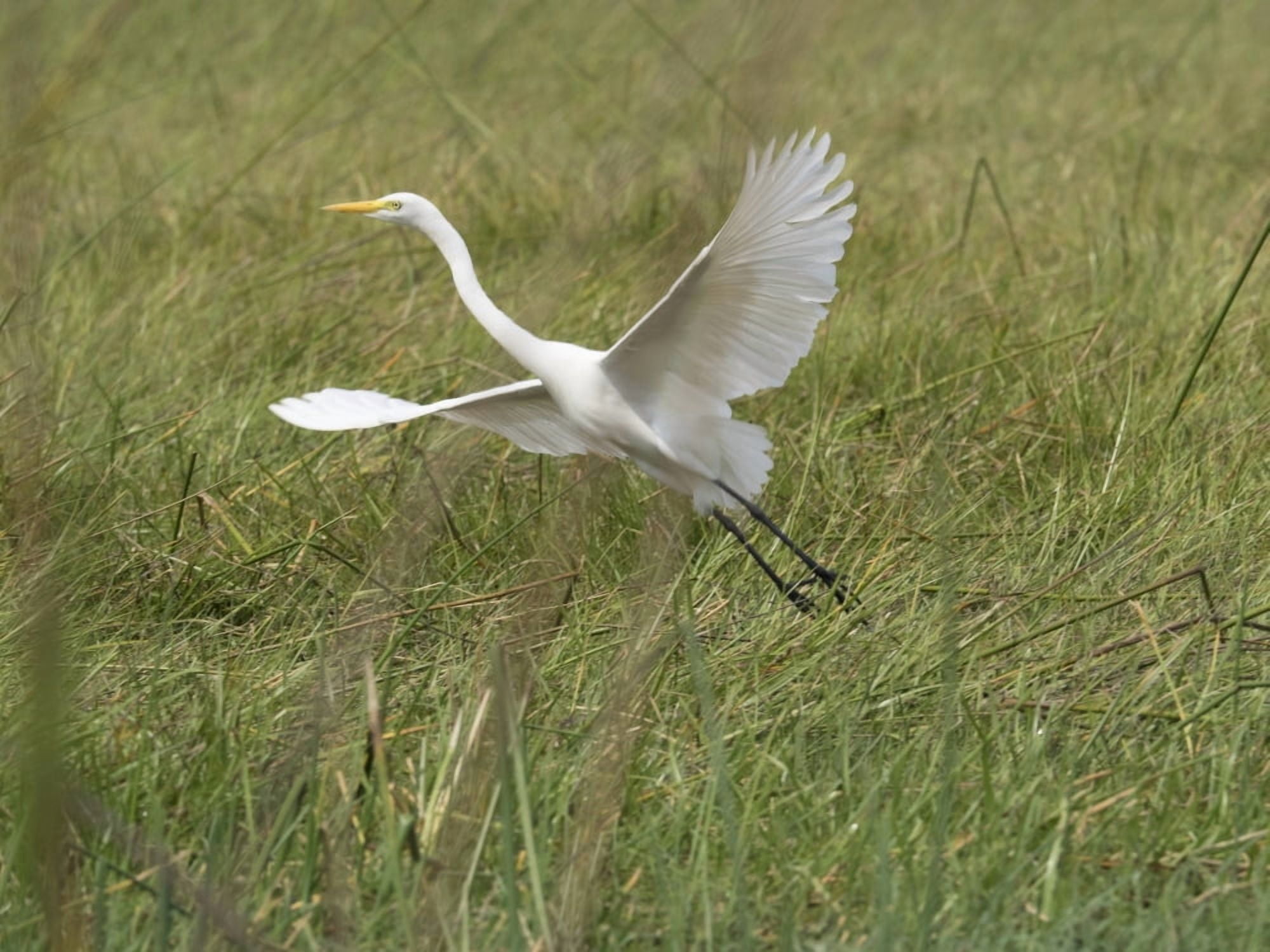 Great White Heron (Ardea alba) taking off from Okavango Delta Ngamiland Botswana Canvas Art - Panoramic Images (12 x 16)