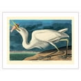 thumbnail image 1 of Great White Heron from Birds of America - From an Original Etching and Drypoint by John James Audubon c.1827 - Bamboo Fine Art 290gsm Paper (Unframed) 12x16in, 1 of 4
