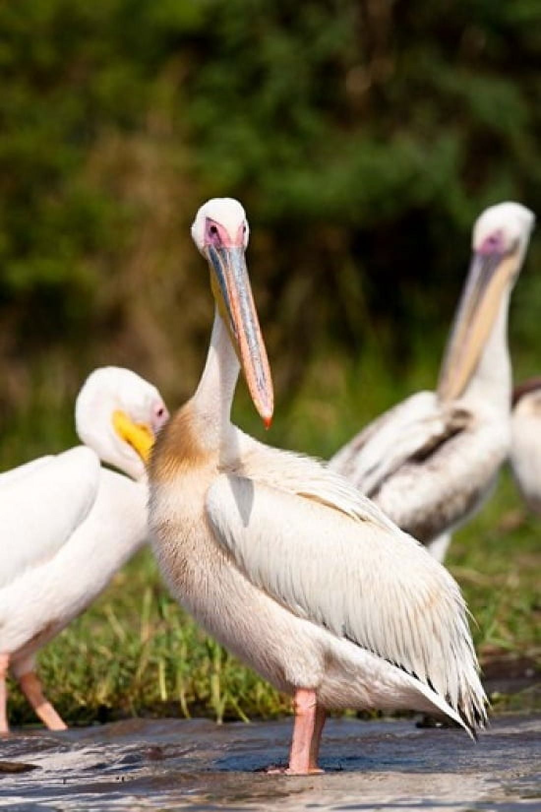 Great White Pelican Lake Chamo Nechisar National Park Arba Minch Ethiopia Canvas Art - Martin Zwick DanitaDelimont (18 x 24)