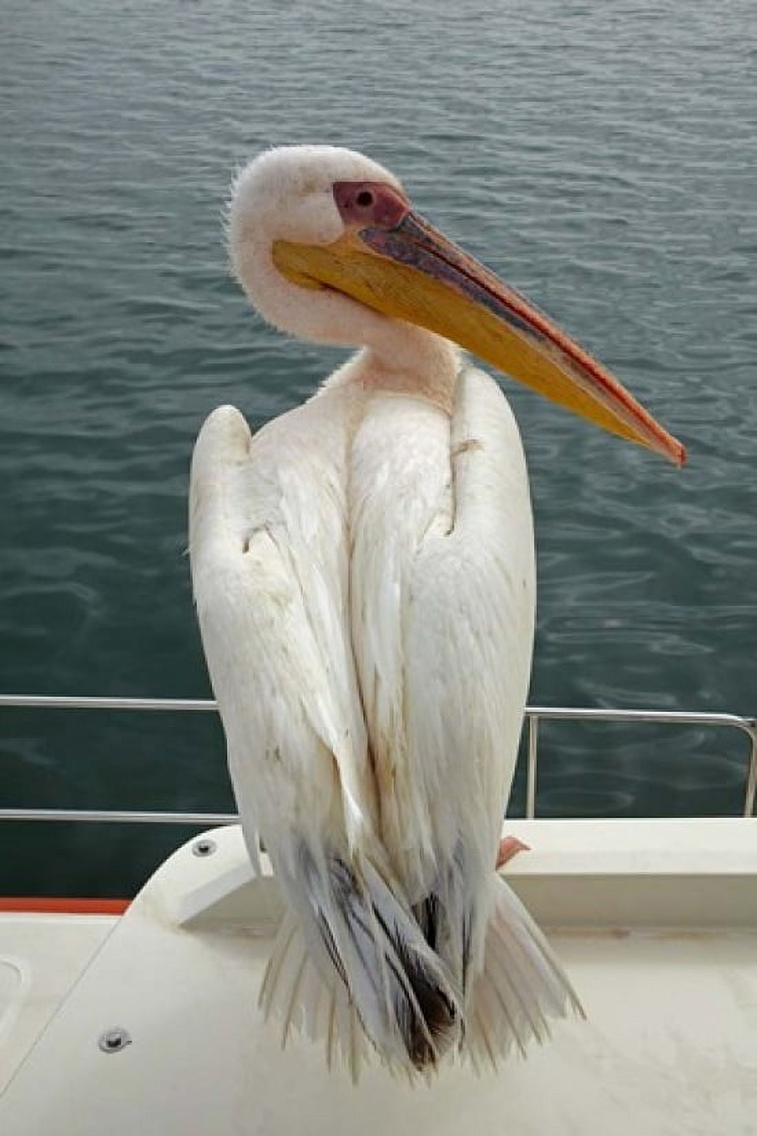 Great White Pelican Walvis Bay Namibia Africa Canvas Art - David Wall DanitaDelimont (25 x 38)