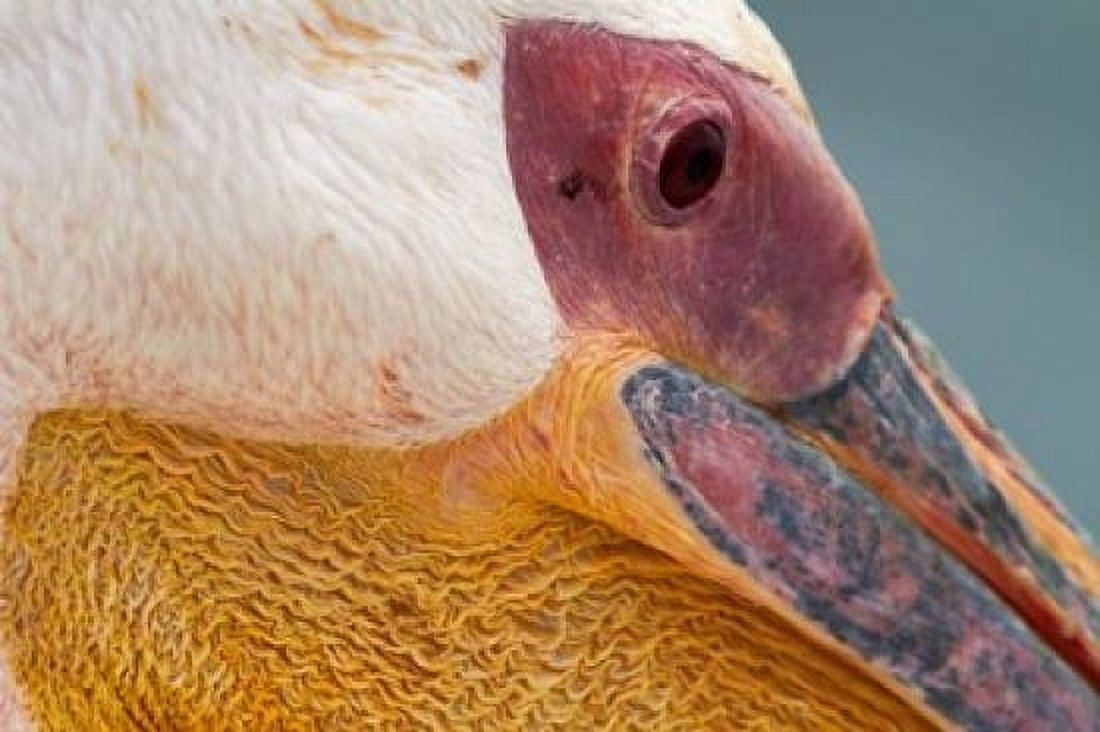 Great White Pelican Walvis Bay Namibia Canvas Art - David Wall DanitaDelimont (24 x 15)