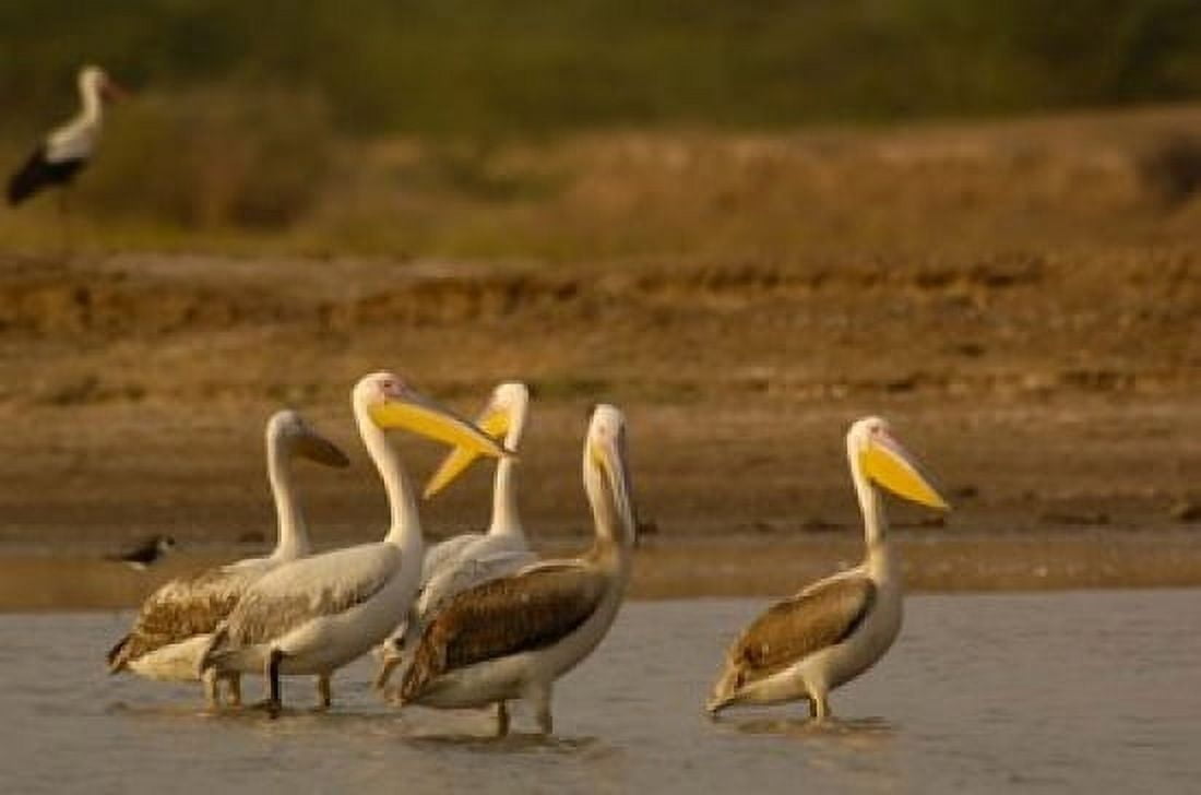 Great White Pelican bird Velavadar Gujarat SW INDIA Canvas Art - Pete Oxford DanitaDelimont (29 x 19)
