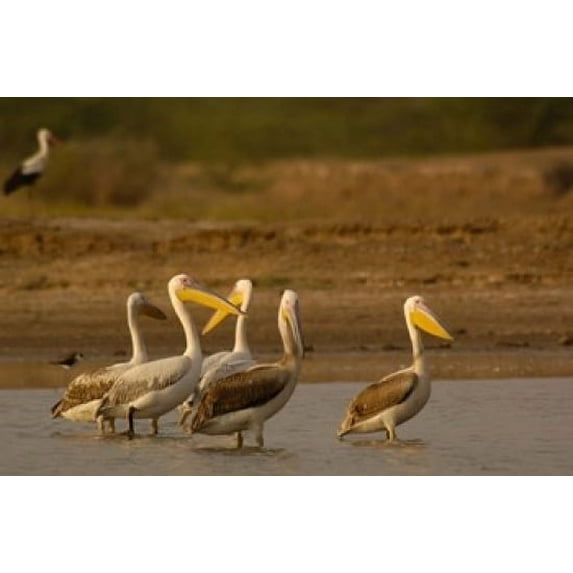 Great White Pelican bird, Velavadar, Gujarat, SW INDIA Poster Print by Pete Oxford (36 x 24)
