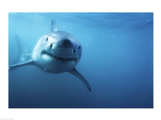 Great White Shark Canvas Art - (24 x 18)