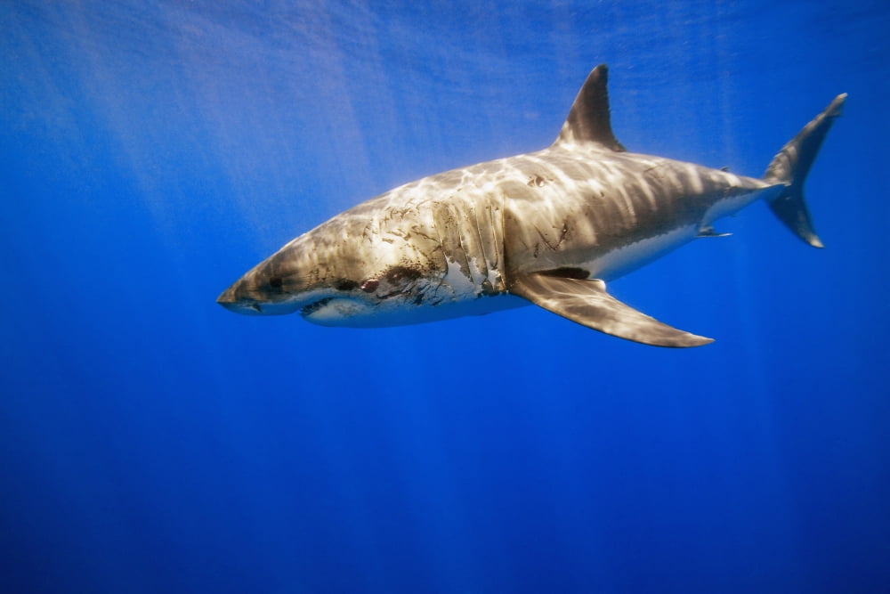 Great White Shark Canvas Art - Carson Ganci Design Pics (17 x 11)