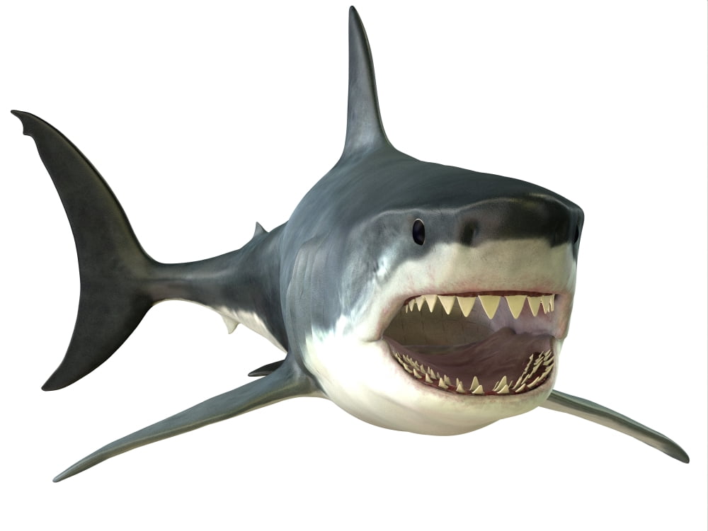 Great White Shark Canvas Art - Corey FordStocktrek Images (17 x 13)