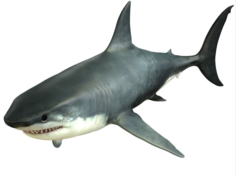 Great White Shark Canvas Art - Corey FordStocktrek Images (17 x 13)