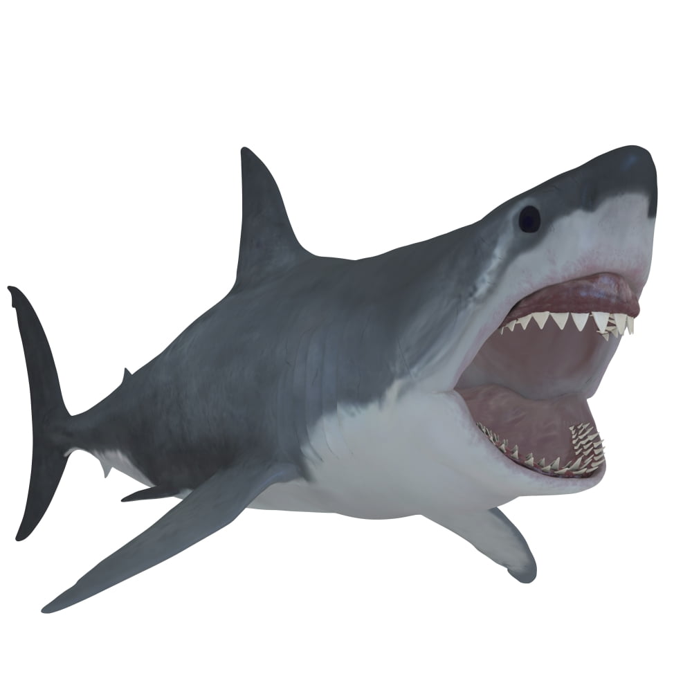 Great White Shark Canvas Art - Corey FordStocktrek Images (29 x 29)