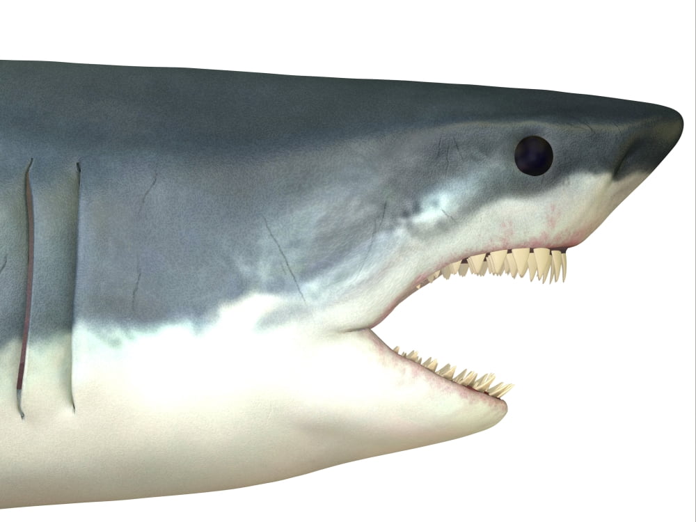 Great White Shark Canvas Art - Corey FordStocktrek Images (33 x 25)