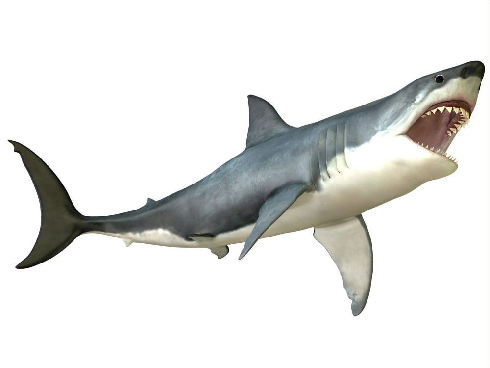 Great White Shark Canvas Art - Corey FordStocktrek Images (33 x 25)