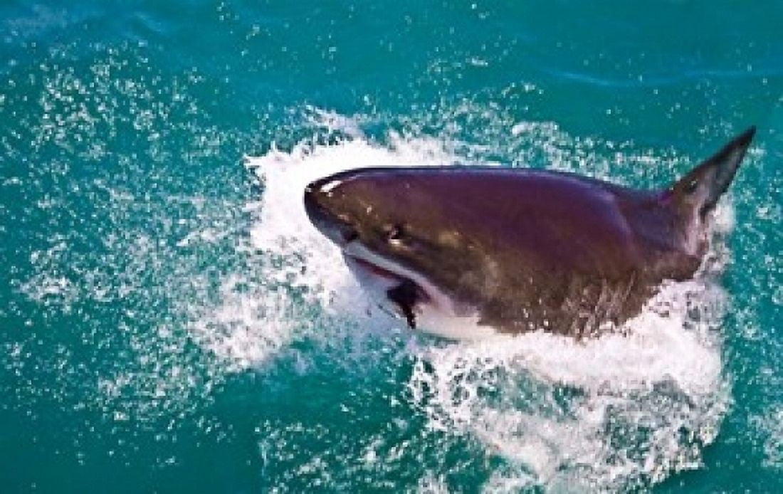 Great White Shark Capetown False Bay South Africa Canvas Art - Miva Stock DanitaDelimont (24 x 15)