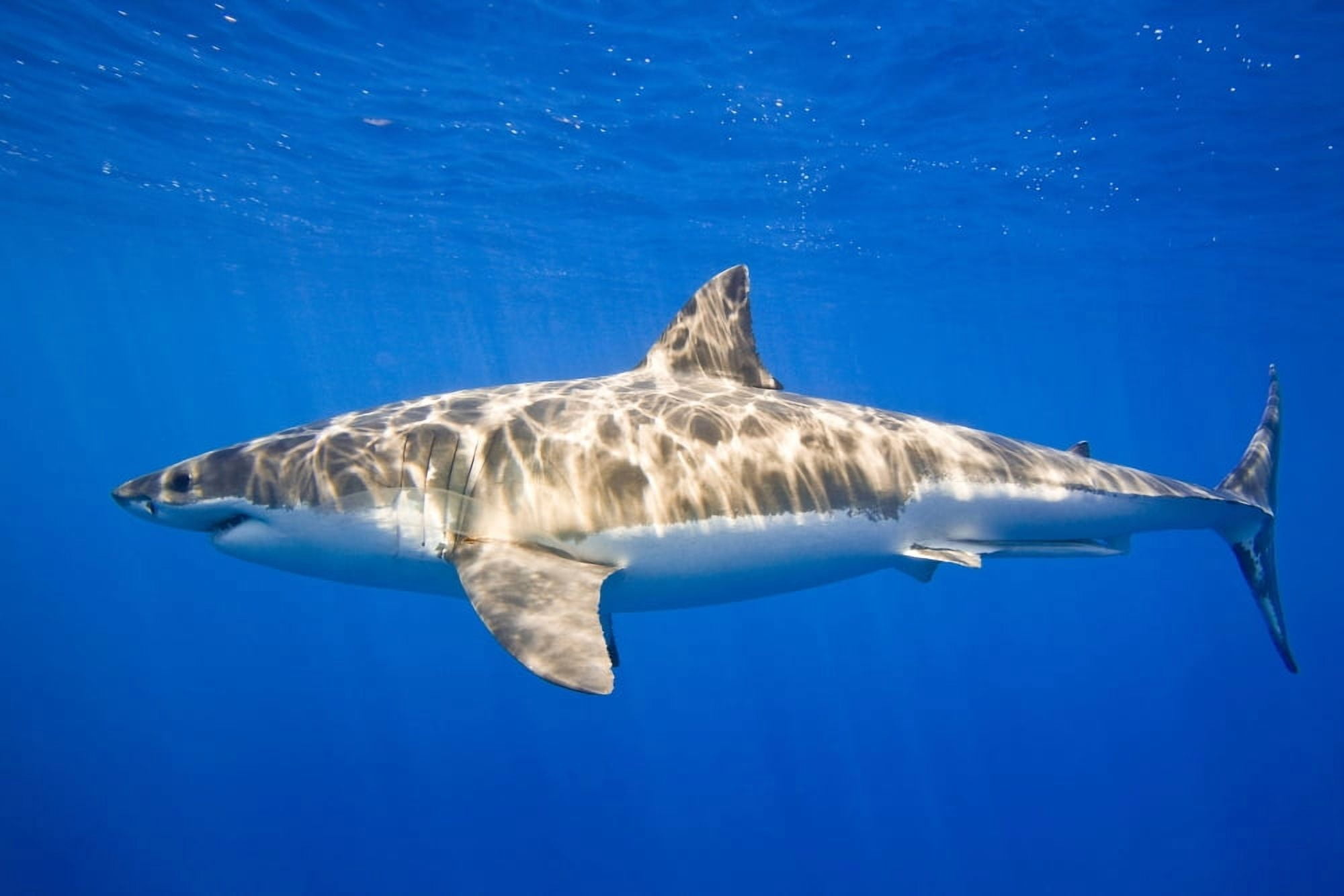 Great White Shark (Carcharodon Carcharias) Canvas Art - Carson Ganci Design Pics (17 x 11)