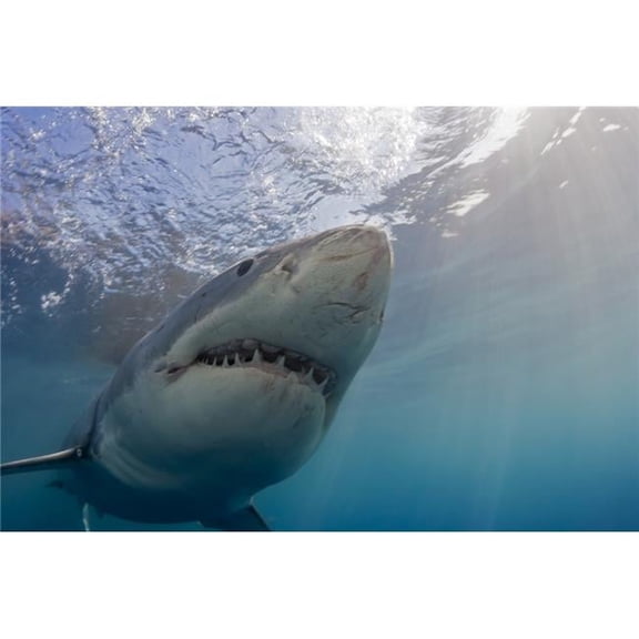 Great White Shark Carcharodon Carcharias - Guadalupe Island Mexico Poster Print - 19 x 12 in.