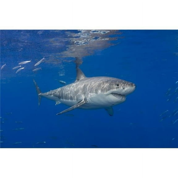 Great White Shark Carcharodon Carcharias - Guadalupe Island Mexico Poster Print - 38 x 24 in. - Large