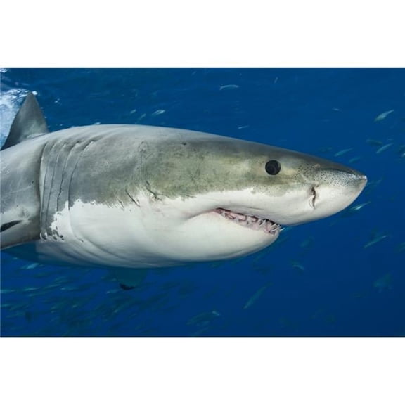 Great White Shark Carcharodon Carcharias - Guadalupe Island Mexico Poster Print by Dave Fleetham - 17 x 11