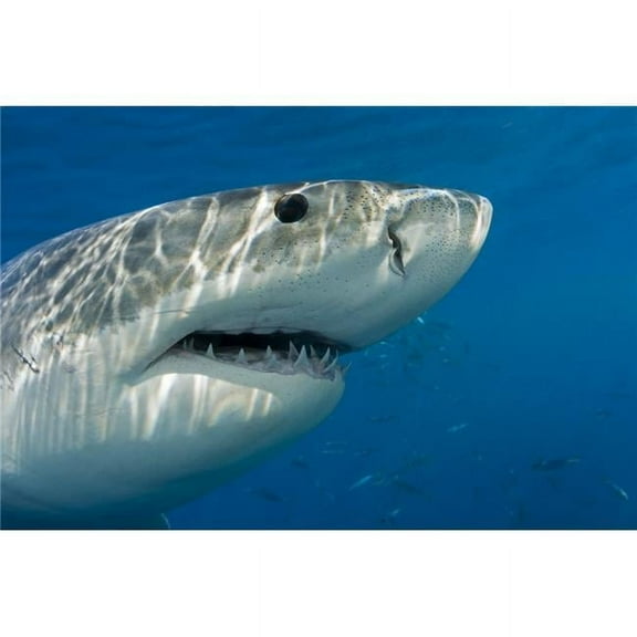 Great White Shark Carcharodon Carcharias Just Below The WaterS Surface - Guadalupe Island - Mexico Print - 19 x 12 in.